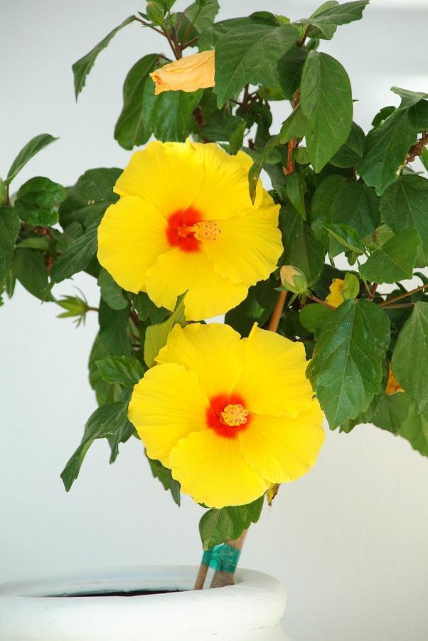 Paolas Sunset 圣斯特凡诺斯 外观 照片